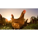 Птахівництво