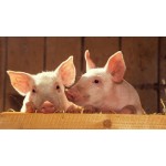 Свинарство